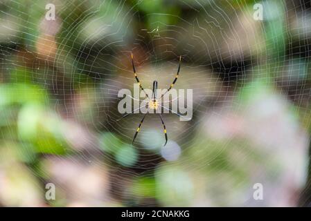 Spinne in der Mitte ihres Netzes wartet die Spinne im Nationalpark auf das Opfer im Netz. Stockfoto