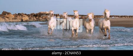 Weiße Pferde sind galoping im Wasser alle über das Meer in der Camargue, Frankreich. Stockfoto