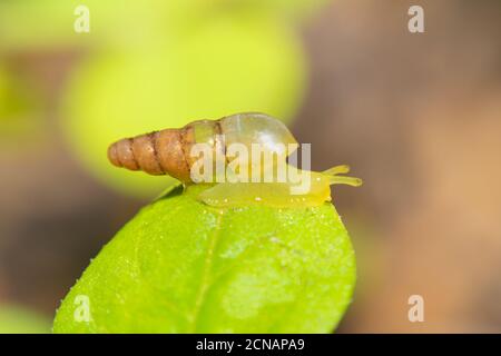 Schnecke bewegt sich in das nasse Gras.Nahaufnahme der Schnecke aus der Seitenansicht.Schnecke Natur Szene.Schnecke kriechen entlang eines Pfades neben nassem Gras. Stockfoto