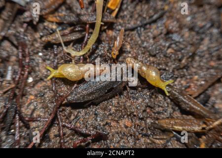 Schnecke bewegt sich in das nasse Gras.Nahaufnahme der Schnecke aus der Seitenansicht.Schnecke Natur Szene.Schnecke kriechen entlang eines Pfades neben nassem Gras. Stockfoto