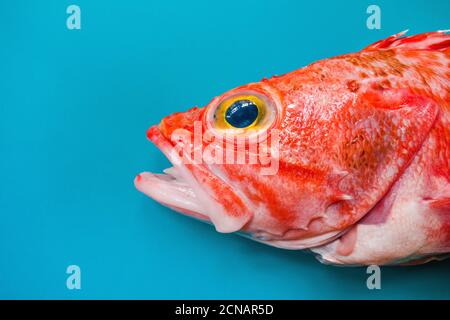 Nahaufnahme eines Schwarzbauch-Rotbarschs (Helicolenus dactylopterus) Auf blauem Hintergrund Stockfoto