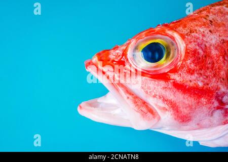 Nahaufnahme eines Schwarzbauch-Rotbarschs (Helicolenus dactylopterus) Auf blauem Hintergrund Stockfoto