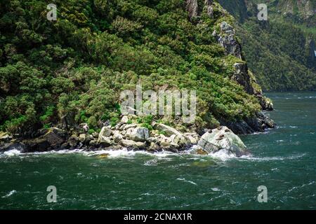 Robben sonnen sich im Milford Sound, Teil des Fiordland National Park, Neuseeland Stockfoto