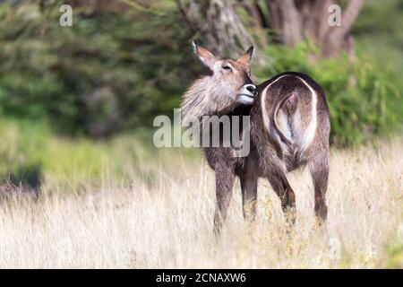 Antilope mitten in der Savanne Kenias Stockfoto