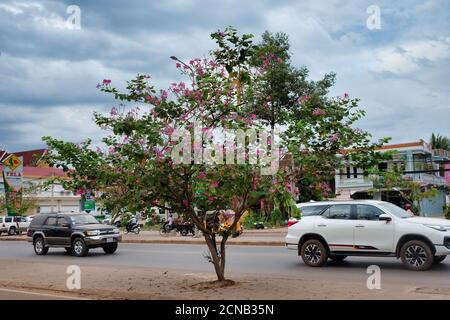 Kambodscha, Siem Reap 12/08/2018 Autofahrten entlang der Straße, der Baum blüht mit rosa Blumen, bewölktes Wetter Stockfoto