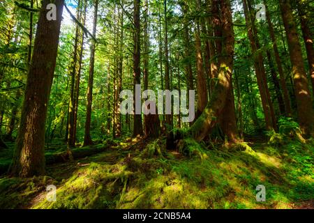Grünen Wald Stockfoto