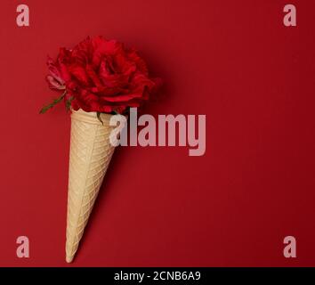 Blühende rote Rose in einem Waffelkegel auf einem roten Hintergrund Stockfoto