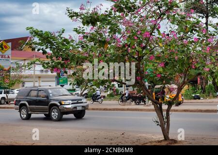 Kambodscha, Siem Reap 12/08/2018 Autofahrten entlang der Straße, der Baum blüht mit rosa Blumen, bewölktes Wetter Stockfoto