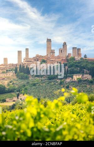 San Gimignano, Weinberge und Stadt in der Toskana, Italien Stockfoto