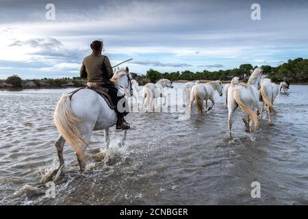 Camargue, Frankreich, April 27 2019 : Weisse Pferde und zwei Hüter laufen im ganzen Wasser im Sumpf der Camargue, Frankreich. Stockfoto