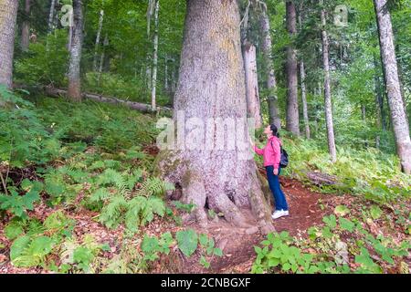 Mädchen Tourist Spaziergänge im Wald und schaut auf die alten Wald, Natur und Studienkonzept. Krasnaja Poljana, sotschi, russland. Stockfoto