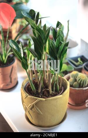 Zamioculcas zamiifolia - grüne Hauspflanze alias Dollarbaum Stockfoto