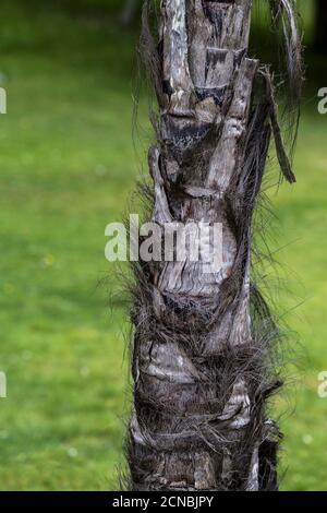 Der raue faserige haarige Stamm der Trachycarpus fortunei Chusan Palm. Stockfoto