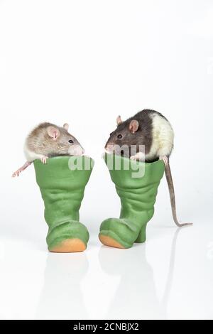 Ratten Und Stiefel Stockfoto