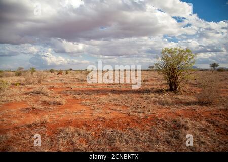 Landschaft mit roter Erde, Bäume, blauer Himmel mit weißen Wolken, Kenia Stockfoto