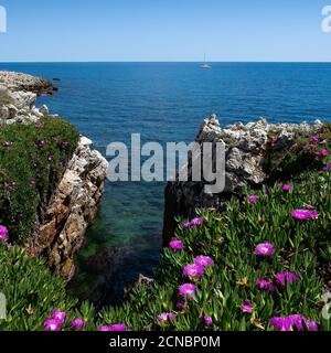 Rote Blumen (Carpobrotus acinaciformis), blaues Meer, blauer Himmel auf dem 'Cap d'Antibes', Französische riviera, Frankreich Stockfoto