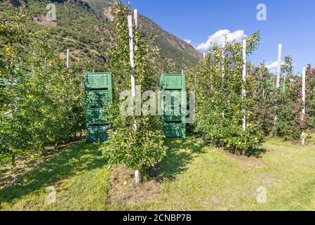 Die berühmten Vinschger Äpfel sind reif und bereit, in den grünen Kisten, Kastelbell, Südtirol, Italien geerntet zu werden Stockfoto