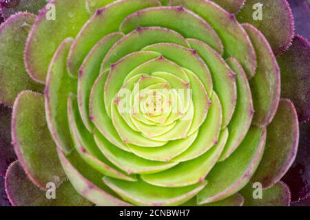 Sukkulente Pflanze closeup Stockfoto