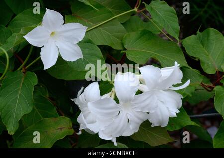 Mandevilla laxa chilenische Jasminrebe wächst weiße Blüten Stockfoto