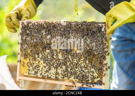 Bienen auf Honigwabe Stockfoto