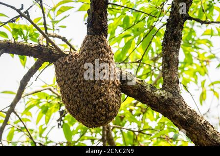 Wilder Bienenstock auf Baum Stockfoto