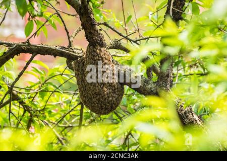 Wilder Bienenstock auf Baum Stockfoto