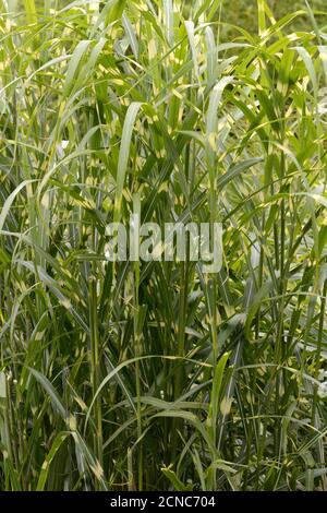 Miscanthus sinensis zebrinus Zebragras Stockfoto