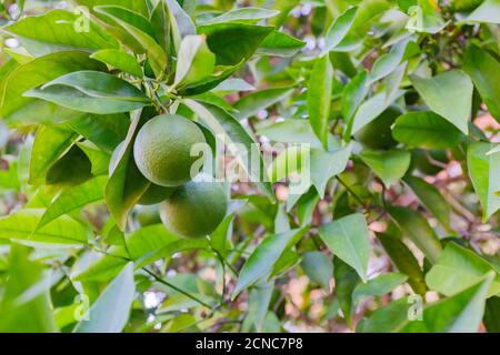 Grüne Orangen auf einem Baum in einem Bauerngarten. Stockfoto
