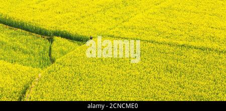 Luftaufnahme von gelben Senf Blumen Felder in voller Blüte, ländliche Szene in Yunnan, Südchina. Stockfoto