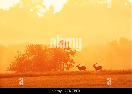 Zwei Rüden Hog Deer entspannen sich bei Sonnenaufgang im Grasland, glitzernder Morgentau im Herbstlicht. Stockfoto