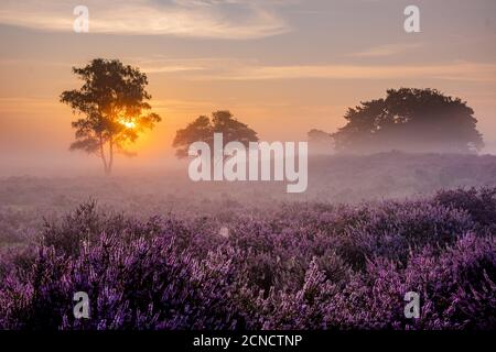 Blühende Heidefelder, lila rosa Heidekraut in Blüte, blühende Heizung auf dem Veluwe Zuiderheide Park, Niederlande Stockfoto