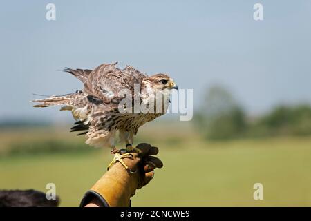 Saker Falcon, falco Cherrug, Erwachsener steht auf Falconers Hand Stockfoto