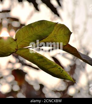 Baumblätter mit dem aufgehenden Sonnengrund Stockfoto