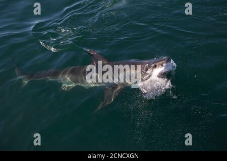 Der weiße Hai, Carcharodon Carcharias, Erwachsenen aus Meer, False Bay in Südafrika Stockfoto