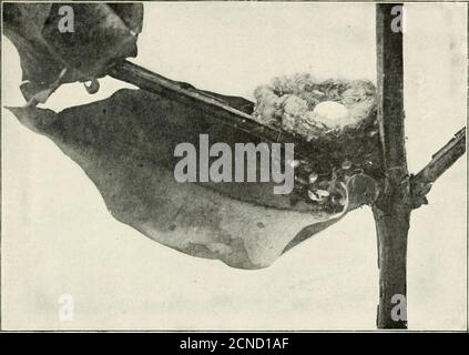 . Der Vogel, seine Form und Funktion . Abb. 351. – die Eule beim Nistloch. Der Vogel wird zur Reife gebracht. Von dem Wirt kleinerer und schwächerer Vögel, die in Hohlräumen nisten, sind zwei bis fünf Eier die übliche Quote. Dies bringt uns zu den Stämmen der kleinen Singingbirds, mit denen wir angefangen haben, deren Durchschnitt ungefähr fünf beträgt; aber einige interessante Ausnahmen können bemerkt werden.Unsere Whipporwills und Nachtschwalken zum Beispiel legen nur zwei Eier. Diese werden auf dem Boden in den Eiern der Vögel 44-^ Wald gelegt, umgeben von keinem Nest, und sind so genau die Farbe der toten Blätter, dass nichts als der Unfall woul Stockfoto