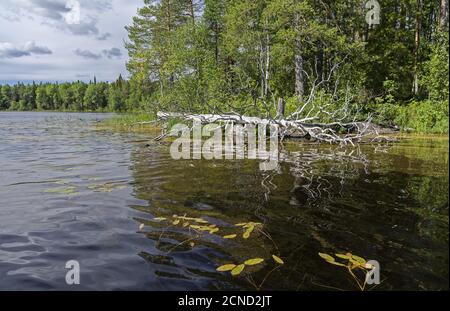 Getrockneter Baum am Ufer des Sees. Stockfoto