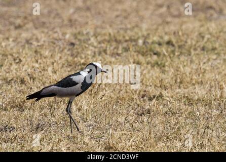 Schmied Kiebitz (Vanellus armatus) Oder im trockenen Gras stehend in Südafrika mit Bokeh-Hintergrund Stockfoto