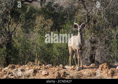 Männlicher Großküdu (Tragelaphus strepsiceros) Stehend auf einem Hügel mit Bäumen im Hintergrund in Südafrika Stockfoto