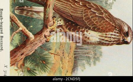 . Die Vögel der Britischen Inseln und ihre Eier. «fe«i/l4. Langohreule. Scheune-Owl. Waldkauz. % I //. 131. Kleine Eule. A^3i5. BUZZARDc 315 große Dors, werden gejagt, und es ist bekannt, Erdwürmer zu verschlingen. Es hat keinen Einwand, sich selbst von offensivem Aas zu ernähren, und isst häufig die toten Lämmer auf den Fjällen, aber niemand kann es der Schafschlachtung vorwerfen. In Wales und unter den Lake Country Fells nistet es normalerweise eine breite Kante auf einem Felsen oder einer Klippe; zu häufig sind diese Aufstellungsorte leicht zugänglich; aber wo es Bäume gibt, konstruiert es abulky Nest unter den Zweigen, und dieses war seine Gewohnheit Stockfoto