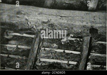 . Die Vögel der Britischen Inseln und ihre Eier. Nest von Haus Martin... I PL 103. Schwalbennest. HOUSE-MARTIN. 253 die Klippe habe ich ein Stück Watte fallen gelassen und habe beobachtet, wie die Martins aus den Nestern rausschossen und die schwimmenden Fetzen fangen, um sie zum Nestfutter hinzuzufügen. Selbst auf der Barecliff-Seite baut sich der Vogel gewöhnlich unter einem überhängenden Felsen auf, und auf Häusern sind die Nester dicht unter den Traufen, so dass sie durch Befestigung oben verstärkt werden können (Tafel 103). Der Eingang ist so klein, dass der störende Spatzen das Heiligtum nicht betreten kann, wenn das Nest fertig ist. Der Schlamm, adde Stockfoto