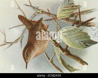 . Die Vögel der Britischen Inseln und ihre Eier. I PL 88. Nest von Fieldfare. P22,. Stockfoto
