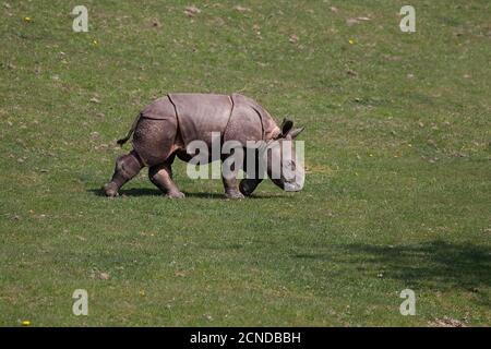 Indische Nashorn Rhinoceros Unicornis, Kalb zu Fuß auf dem Rasen Stockfoto