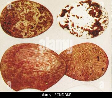 . Britische Vögel & ihre Eier : mit einer neuen Methode der Identifizierung . 1. Kleiner gepunkteter Holzpecker. 2. Seeadler. 3. Golden Eagle, 4. Gemeiner Bussard. 5. Grüner Specht. 6. Großer gepunkteter Holz- Pecker, 7. Drachen. 8. Fischadler. 9 und 10. Cukcoo. Platte 128.. Stockfoto