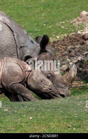 Indische Nashorn, Rhinoceros Unicornis, Mutter mit Kalb Stockfoto
