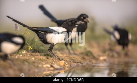 Eurasische Elster (Pica pica) Gruppe im Garten trinken aus Teich in den spanischen Pyrenäen, Vilagrassa, Katalonien, Spanien. April. Stockfoto