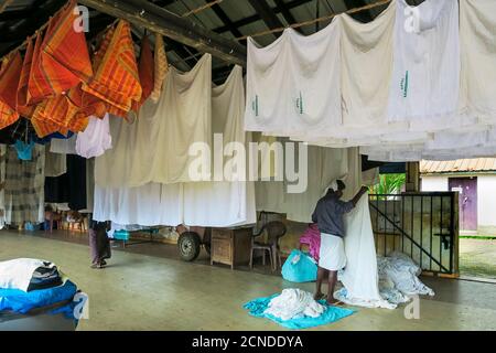 Mann in lungi hängenden Laken zum Trocknen in der Dhobi Khana, eine seltene alte tamilische Handwäsche, Veli, Kochi (Cochin), Kerala, Indien, Asien Stockfoto