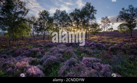 Sommerheide in voller Blüte in einer Waldlichtung, die von der untergehenden Sonne im Surprise View, Peak District National Park, Derbyshire, England, beleuchtet wird Stockfoto