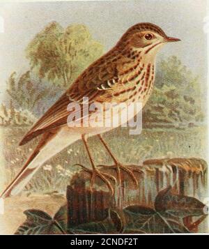 . Die Vögel der Britischen Inseln und ihre Eier. I PL 46. Wiesenpfeift.Baumpfeift. / 114. Stockfoto