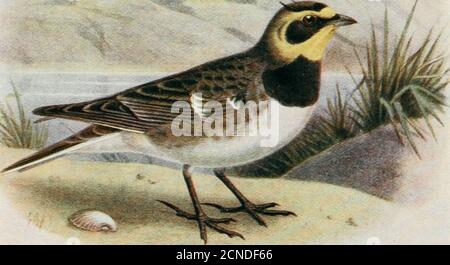 . Die Vögel der Britischen Inseln und ihre Eier. i PL 42. Lappland Bunting.Shore-Lark. H 100. Stockfoto