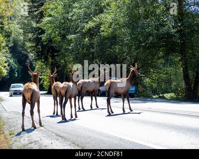 Ausgewachsener Bulle Roosevelt Elks (Cervus canadensis roosevelti), in Rut nahe Highway 101, California, Vereinigte Staaten von Amerika Stockfoto